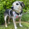 WELSH DOG HARNESS - Image 2