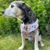 WELSH DOG HARNESS - Image 4